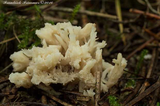 konárovka hrebenitá Clavulina coralloides (L.) J. Schröt.