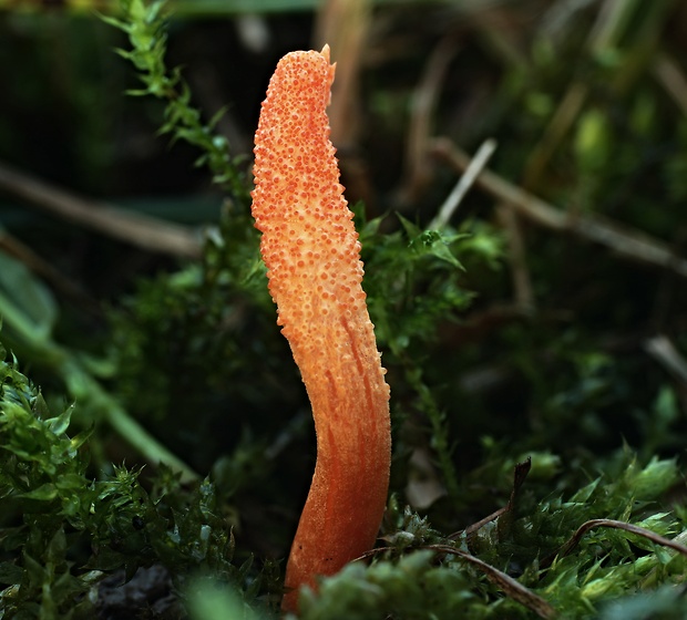 žezlovka hmyzová Cordyceps militaris (Fr.) Link