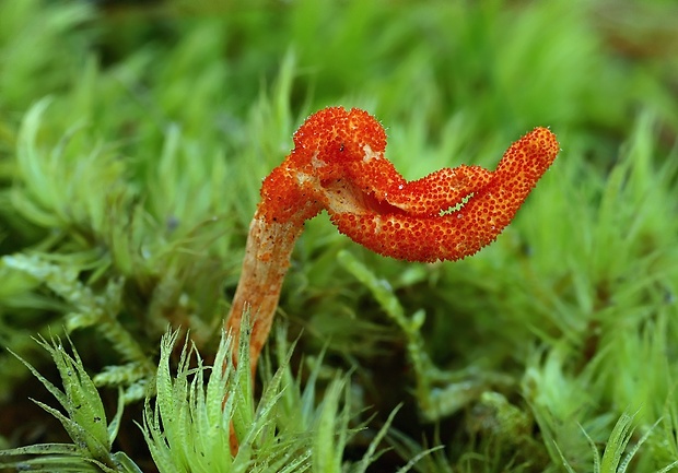 žezlovka hmyzová Cordyceps militaris (Fr.) Link