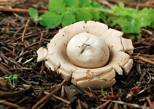 hviezdovka Geastrum sp.