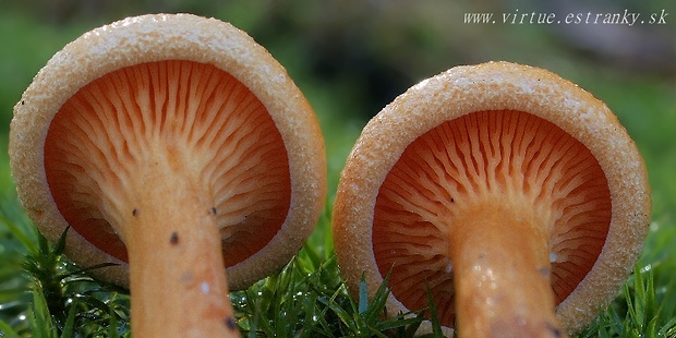 líška oranžová Hygrophoropsis aurantiaca (Wulfen) Maire