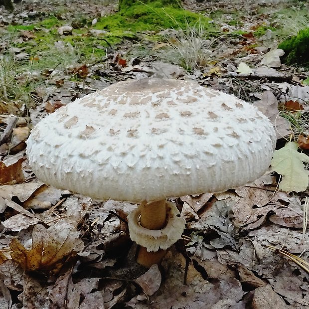 bedľa Macrolepiota sp.