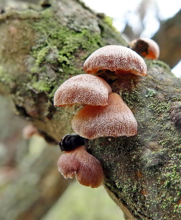 pňovka zimná Panellus ringens (Fr.) Romagn.