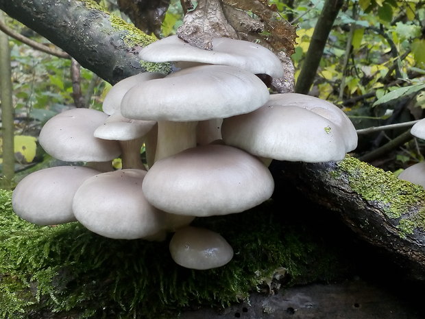 hliva ustricovitá Pleurotus ostreatus (Jacq.) P. Kumm.