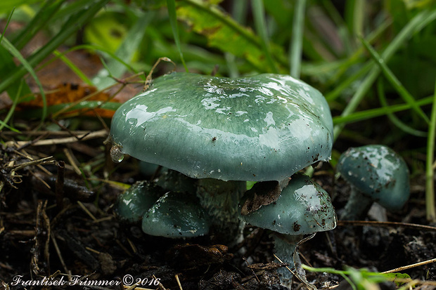 golierovka zelenkastá Stropharia aeruginosa (Curtis) Quél.