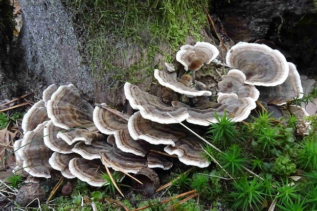 trúdnikovec pestrý Trametes versicolor (L.) Lloyd