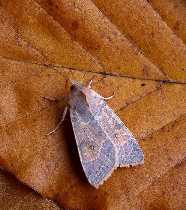 mora očkatá Xanthia ocellaris