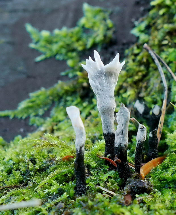 drevnatec parohatý Xylaria hypoxylon (L.) Grev.