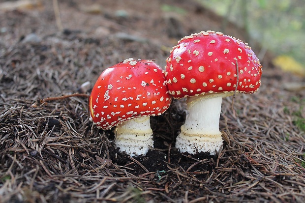 muchotrávka červená Amanita muscaria (L.) Lam.