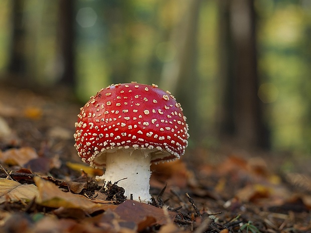 muchotrávka červená Amanita muscaria (L.) Lam.