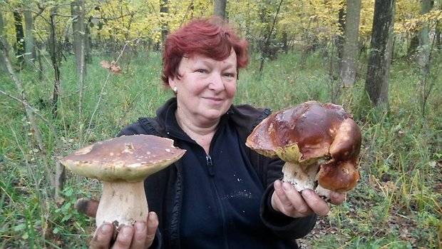 hríb dubový Boletus reticulatus Schaeff.