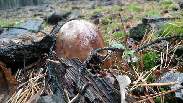 hríb dubový Boletus reticulatus Schaeff.