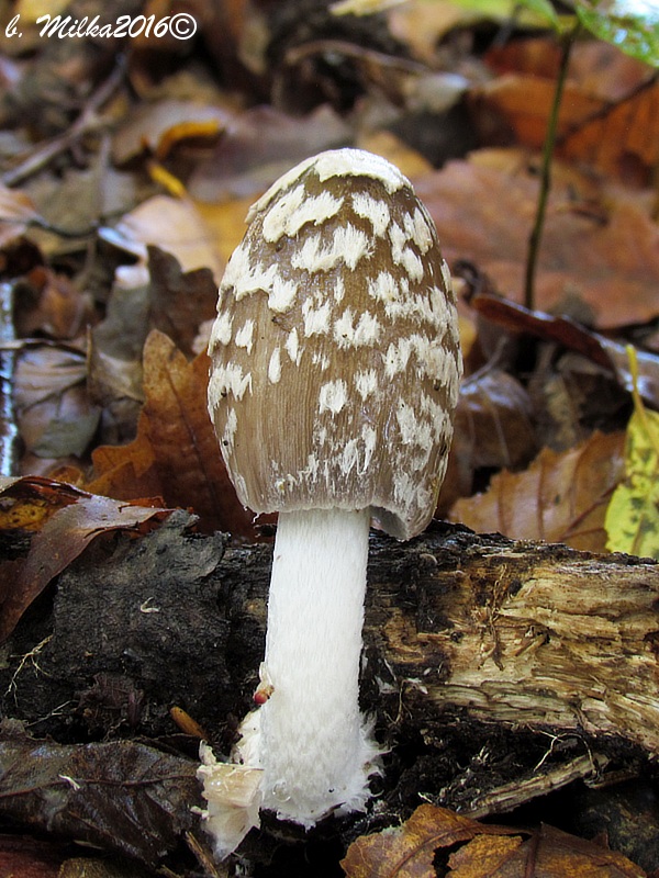 hnojník strakatý Coprinopsis picacea (Bull.) Redhead, Vilgalys & Moncalvo