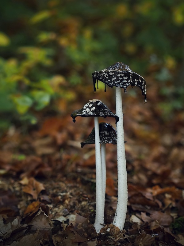 hnojník strakatý Coprinopsis picacea (Bull.) Redhead, Vilgalys & Moncalvo