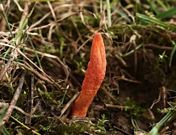 žezlovka hmyzová Cordyceps militaris (Fr.) Link