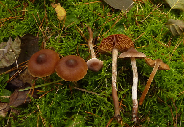 pavučinovec Cortinarius aff.Telamonia