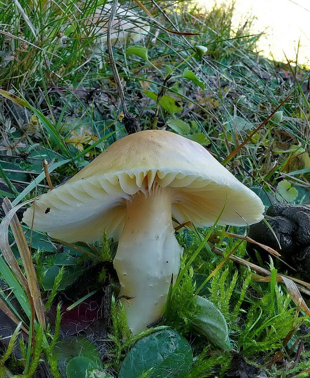 lúčnica statná Cuphophyllus pratensis (Fr.) Bon