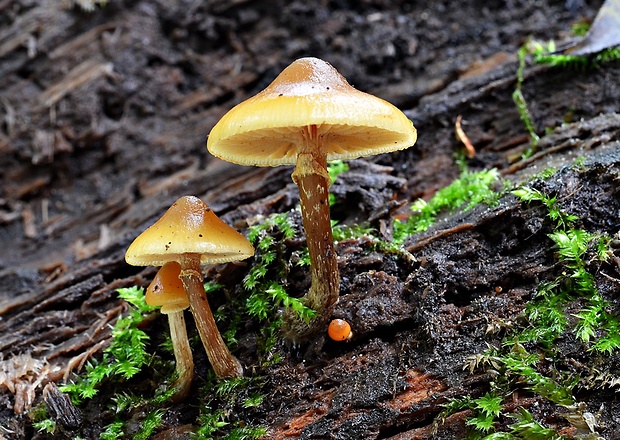 kapucňovka okrovohnedastá Galerina marginata (Batsch) Kühner