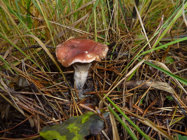 sliziak ružový Gomphidius roseus (Fr.) Oudem.