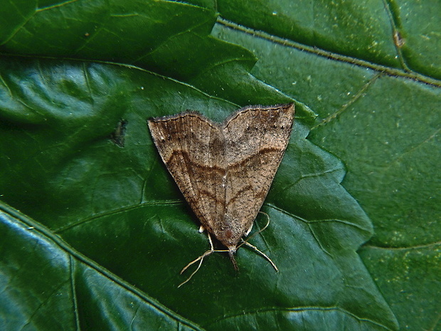 pamora žihľavová   /   zobonosec kopřivový Hypena proboscidalis Linnaeus, 1758