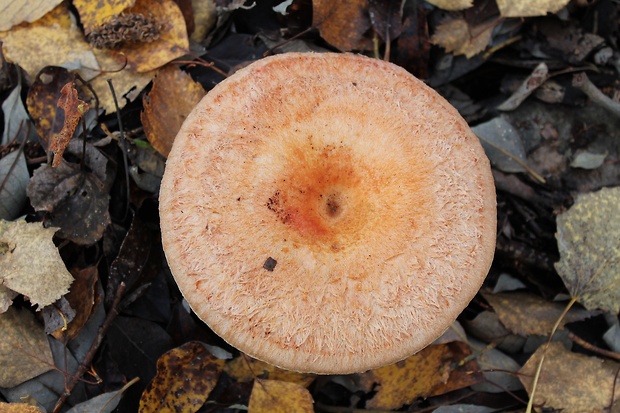 rýdzik kravský Lactarius torminosus (Schaeff.) Gray