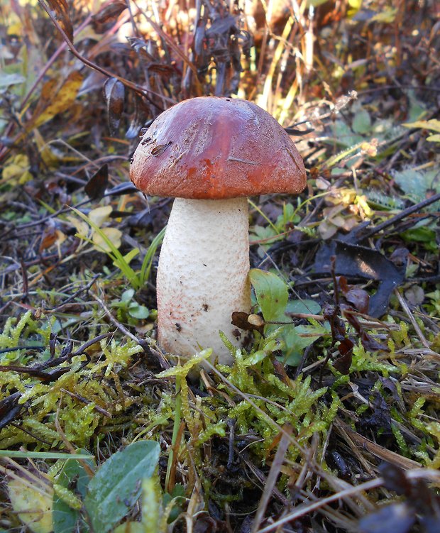 kozák osikový Leccinum albostipitatum den Bakker & Noordel.