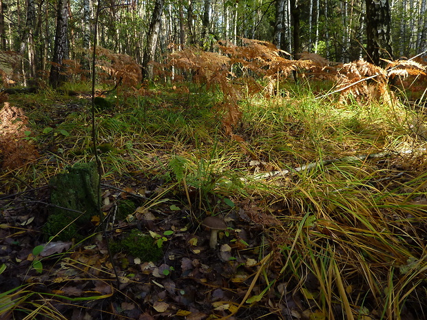 kozák brezový Leccinum scabrum Watling