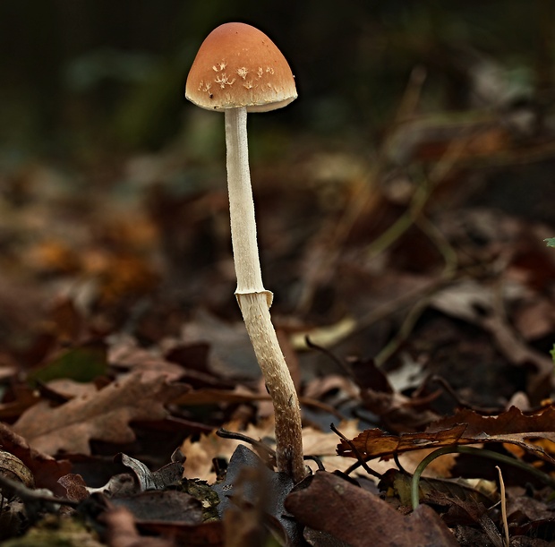 golierovka plavooranžová Leratiomyces squamosus (Pers.) Bridge & Spooner