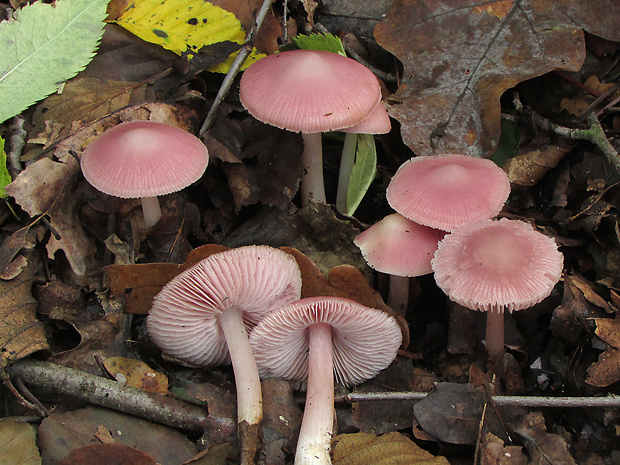 prilbička ružovkastá Mycena rosea Gramberg