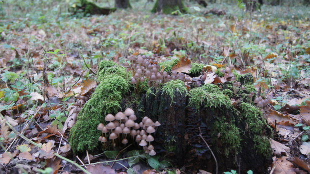 prilbička Mycena sp.