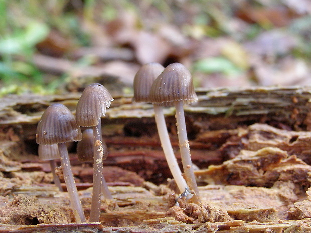 prilbička Mycena sp.