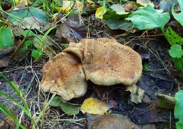 čechračka jelšová Paxillus rubicundulus P.D. Orton