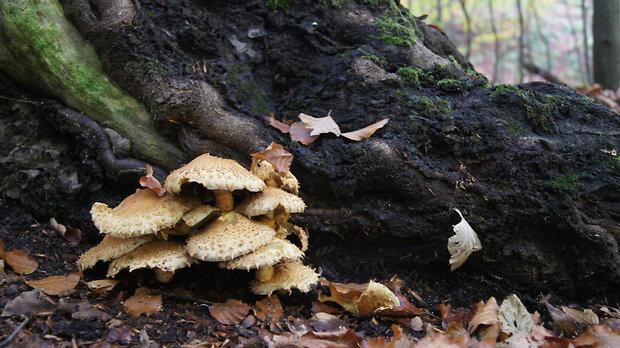 šupinovka šupinatá Pholiota squarrosa (Vahl) P. Kumm.