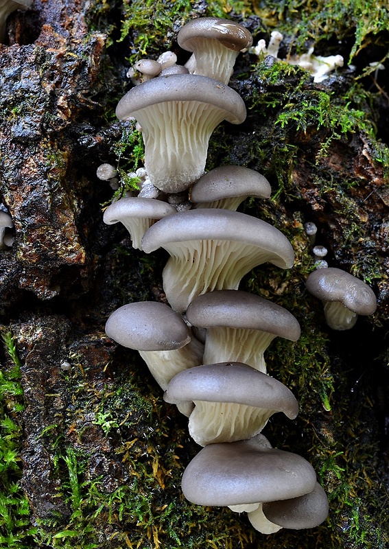 hliva ustricovitá Pleurotus ostreatus (Jacq.) P. Kumm.