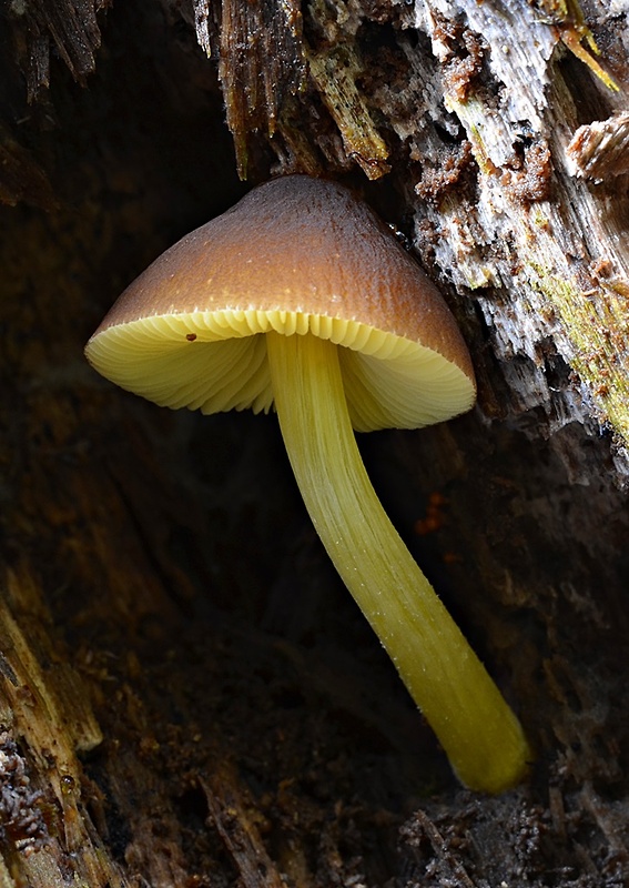 štítovka žltohlúbiková Pluteus romellii (Britzelm.) Sacc.