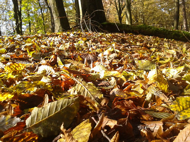 holohlavec modrejúci Psilocybe cyanescens Wakef.