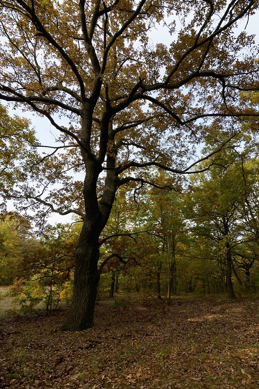 dub letný Quercus robur L.