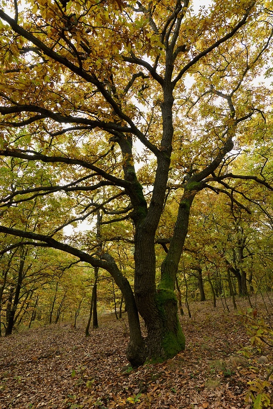 dub letný Quercus robur L.