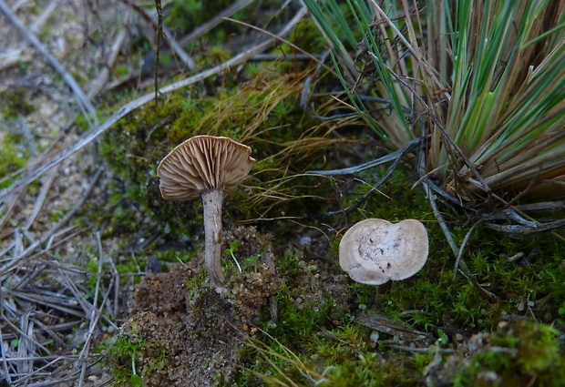 machovec  Rhodocybe cf.parilis (Fr.) Singer