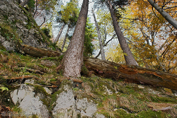 práchnovček ružový - biotop Rhodofomes roseus (Alb. & Schwein.) Vlasák