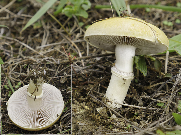 golierovka ovenčená Stropharia coronilla (Bull.) Quél.