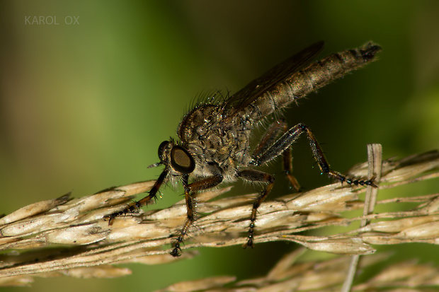 muchárka Tolmerus cingulatus