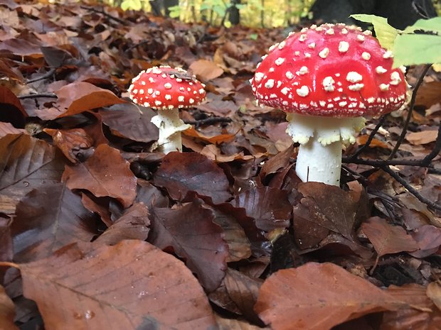 muchotrávka červená Amanita muscaria (L.) Lam.