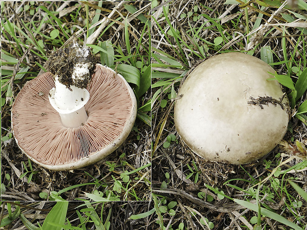 pečiarka poľná Agaricus cf. campestris var. fuscopilosellus Pilát