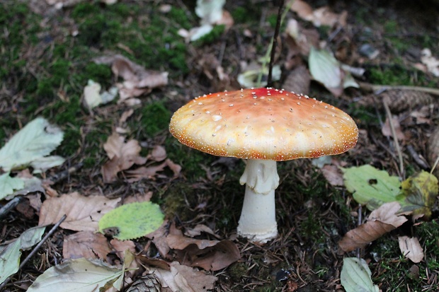 muchotrávka červená Amanita muscaria (L.) Lam.