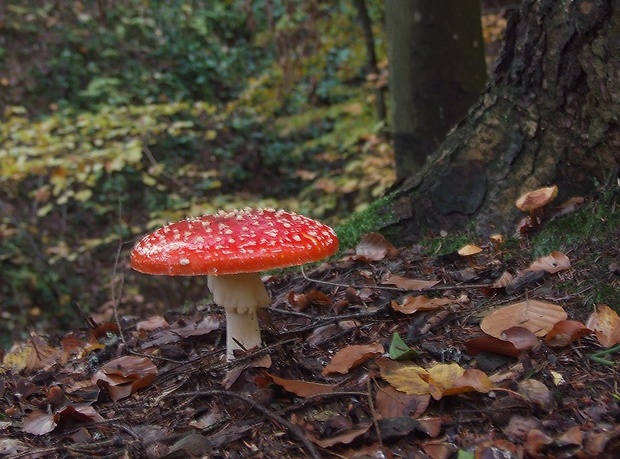 muchotrávka červená Amanita muscaria (L.) Lam.