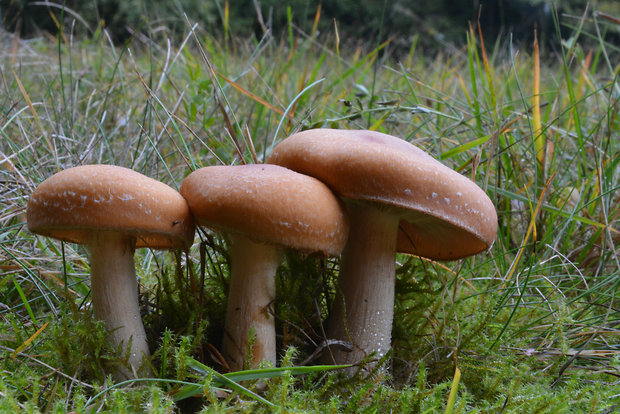 pavučinovec slamovožltý Cortinarius triumphans Fr.