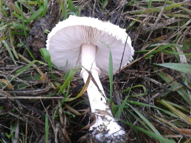 bedľa Macrolepiota sp.