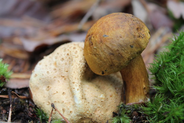 suchohríb cudzopasný Pseudoboletus parasiticus (Bull.) Šutara