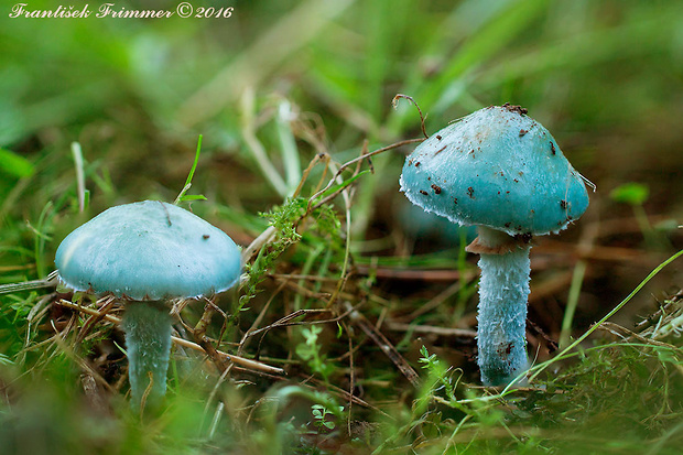 golierovka zelenkastá Stropharia aeruginosa (Curtis) Quél.